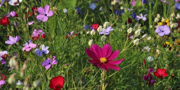 The difference between garden renovation and landscaping